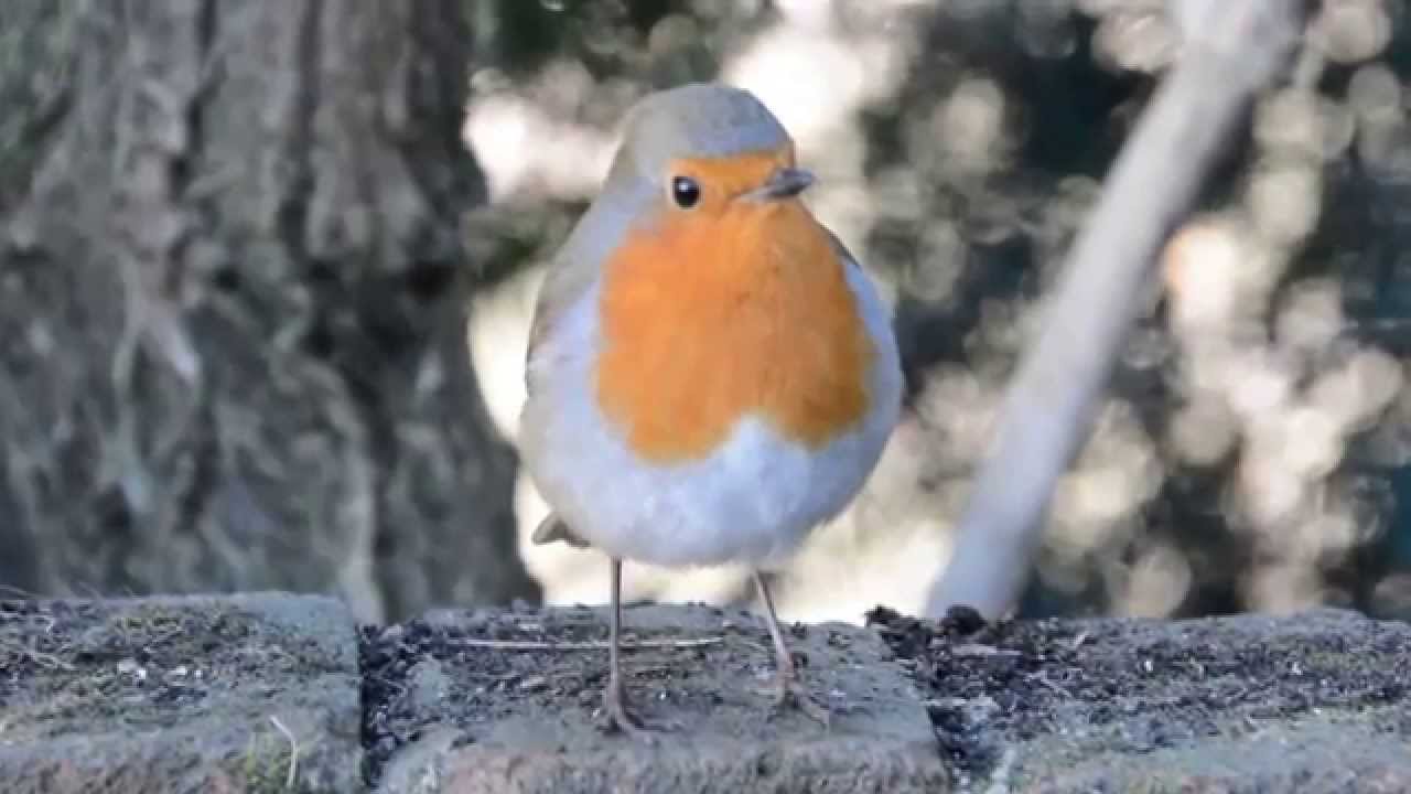 Robin Red Breast