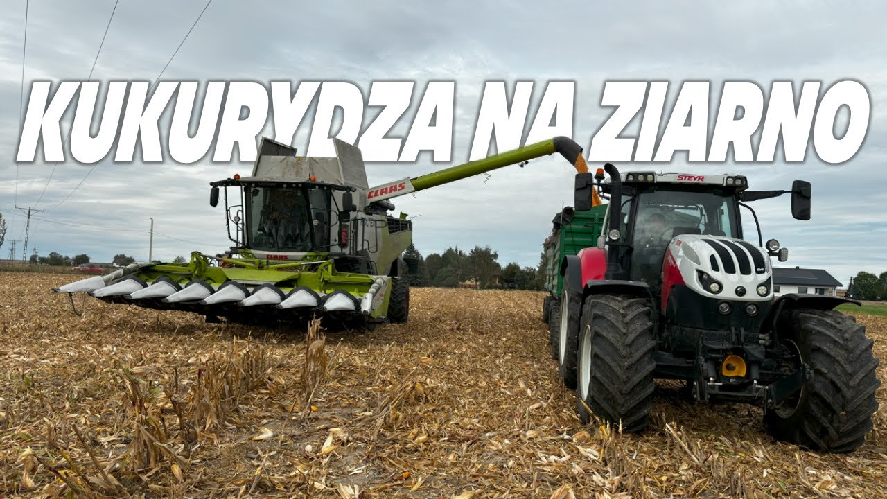 KOSZENIE✔ KUKURYDZY✔ 2024✔ NA ZARNO✔ CLAAS ✔LEXION 5300✔ STEYR 6185✔ CVT ABSOLUT✔