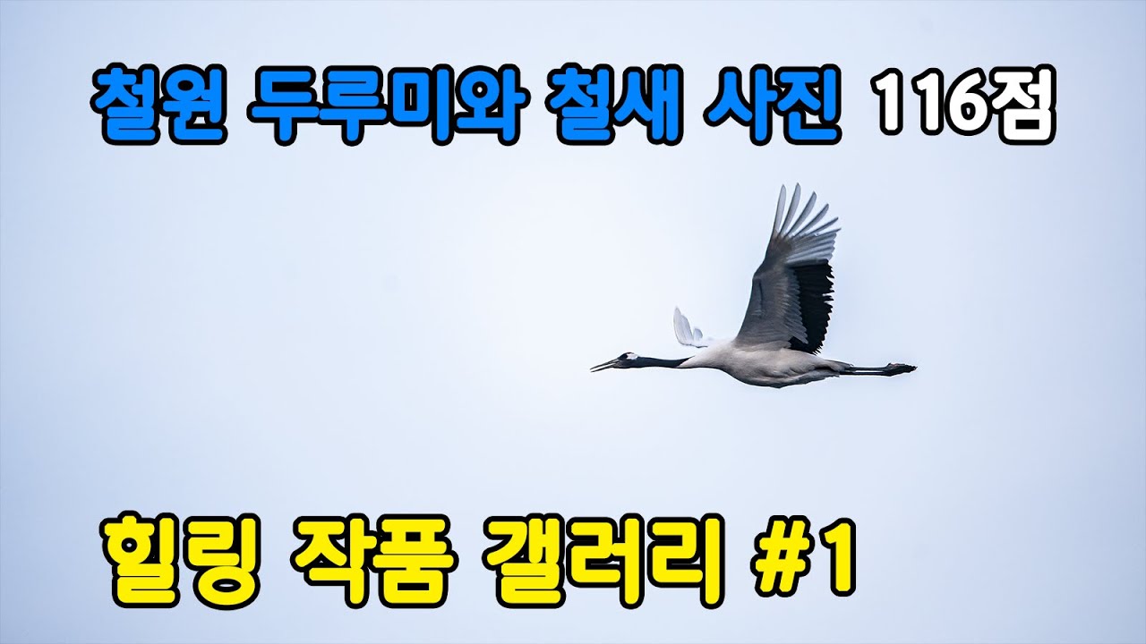 힐링 작품 갤러리 #1  철원 두루미와 철새들의 향연  Healing Works Gallery # 1 Feast of Cheorwon Grus and Migratory Birds