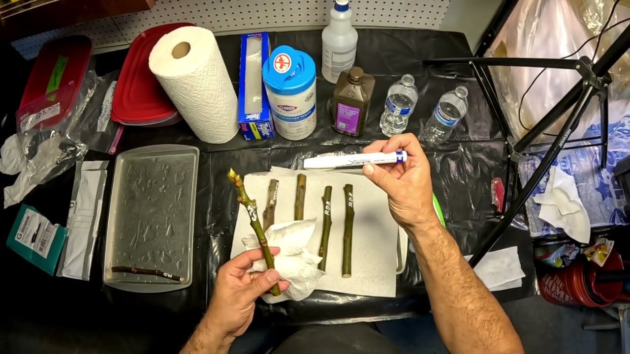 How to prepare fig cuttings for storage before rooting. #youtube #shorts #figs