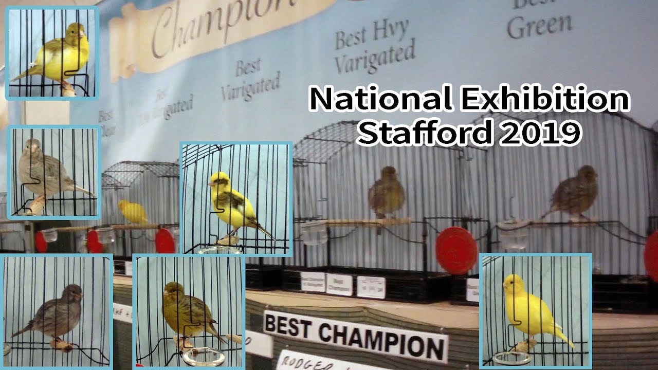 Fife Canary National Exhibition in Stafford 6th October 2019