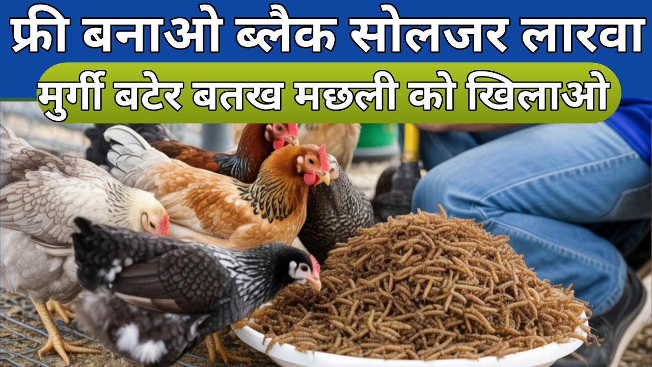 Black Soldier Fly (BSF)Farming Online Training in india [Hindi] business ideas| bsf larva | bsfl