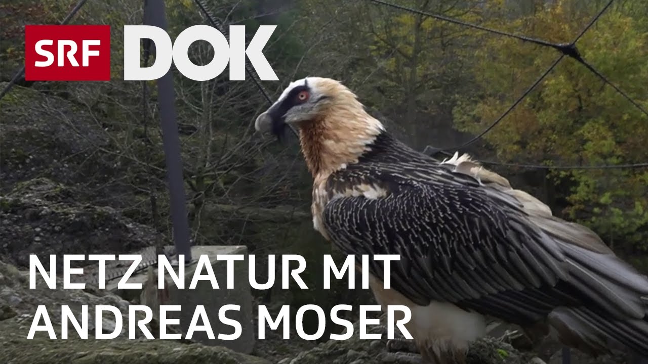 Im Kreis der Bartgeier | NETZ NATUR mit Andreas Moser | DOK | SRF Wissen