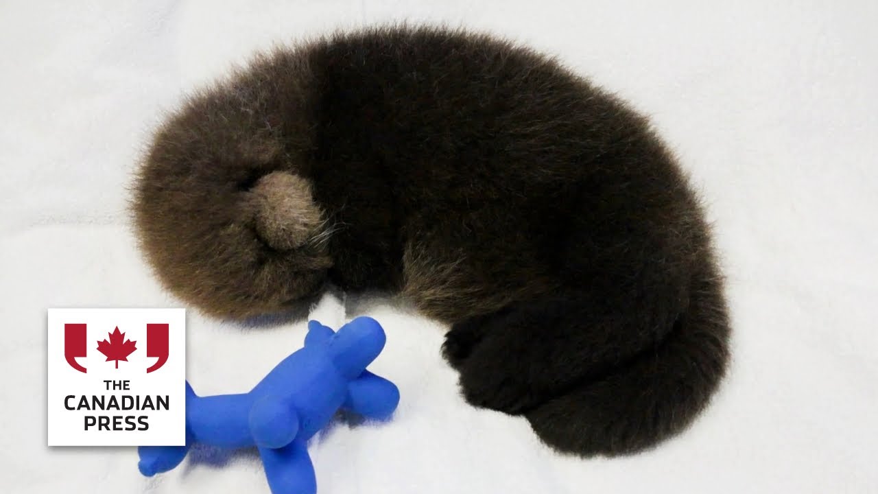 Second orphan otter pup is rescued in B.C.