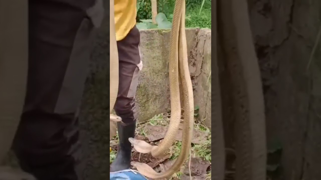 3 COBRA SA BUKID
