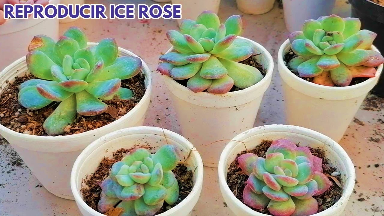 como reproducir ice rose donsuculento