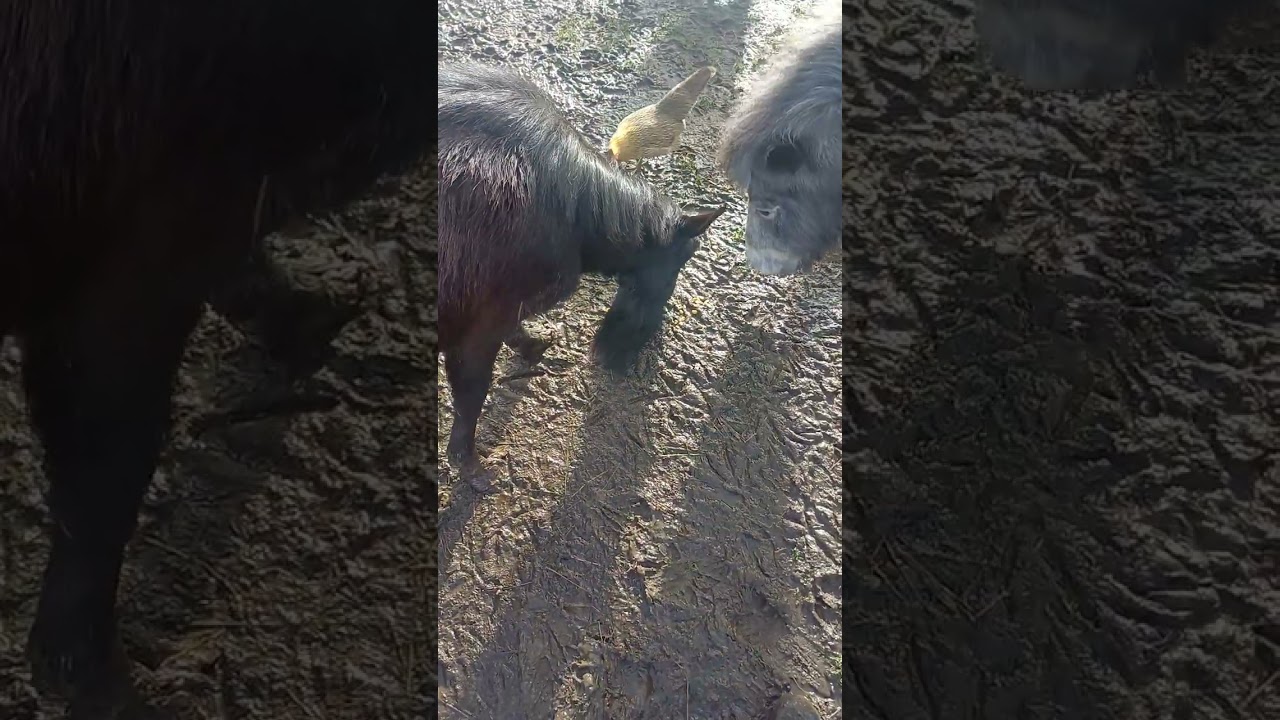 C tout botte c tout animaux 