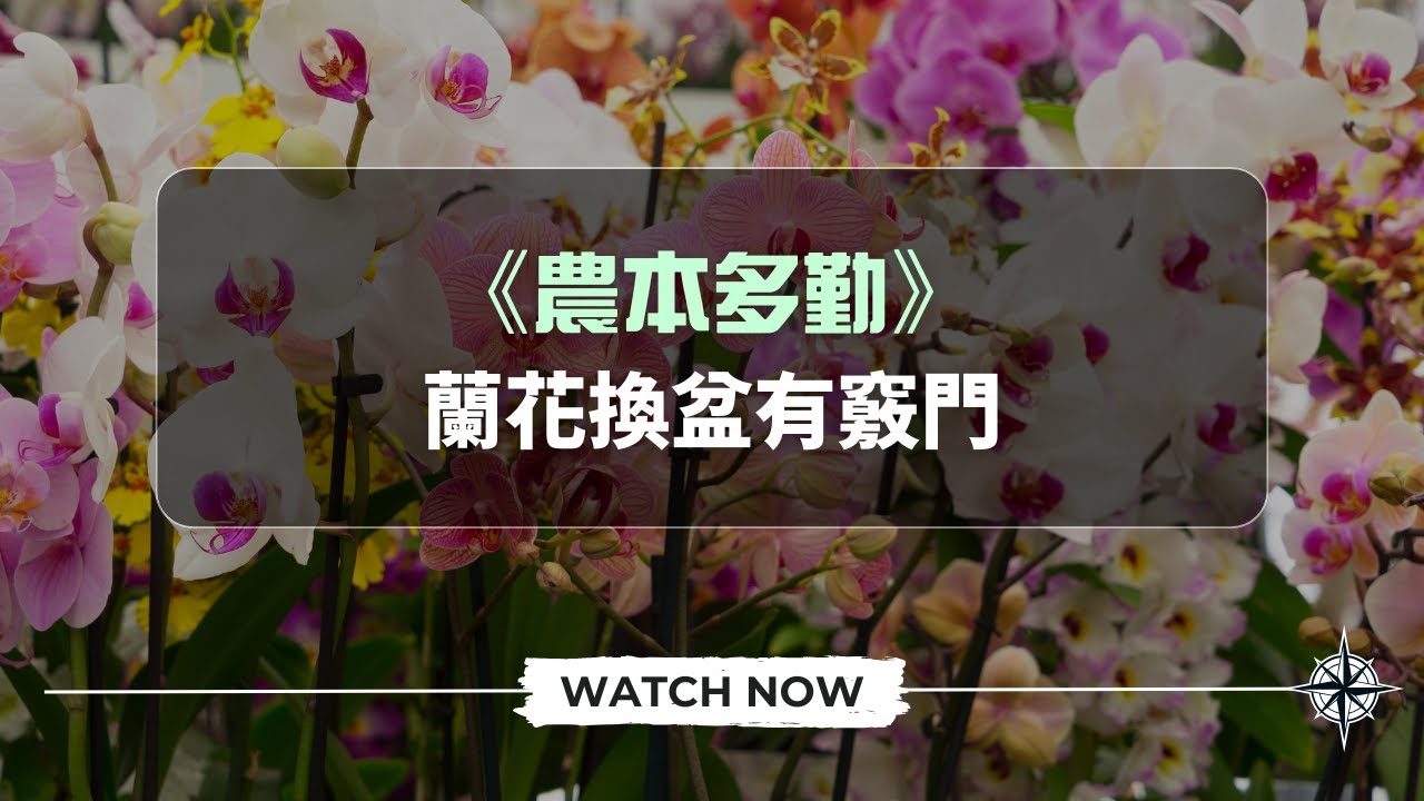 《農本多勤》蘭花換盆有竅門