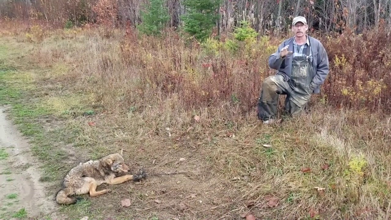Maine Canine Trapping