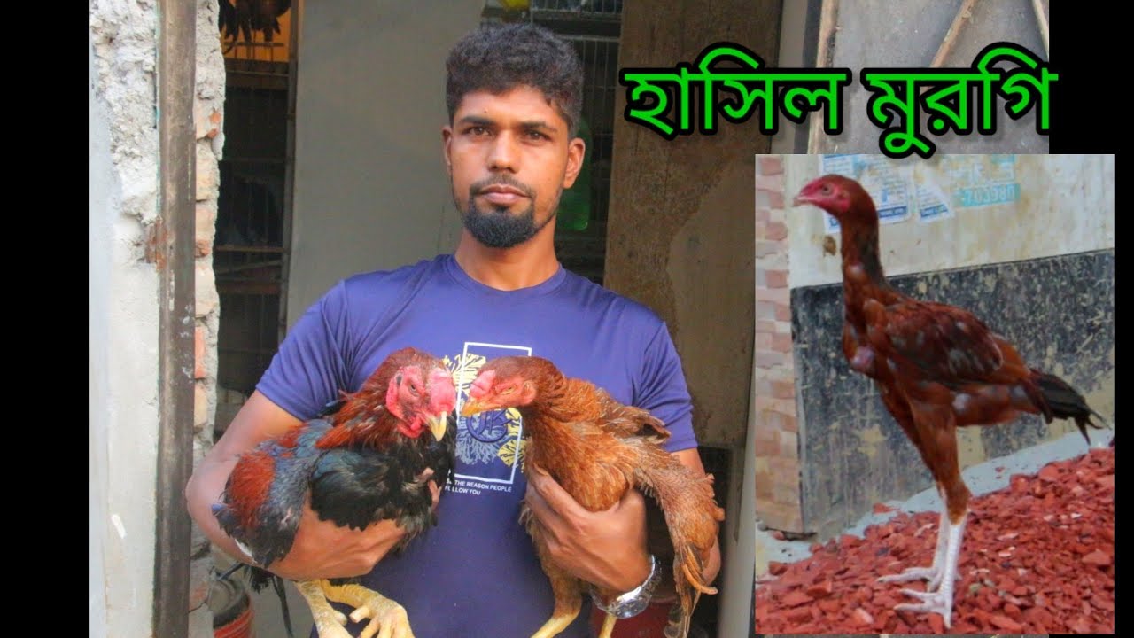 আসিল মুরগি পালন পদ্ধতি । ফাইটার মরগির খামার ।এক মাস বয়সের আসিল মুরগির বাচ্চা দাম কত।