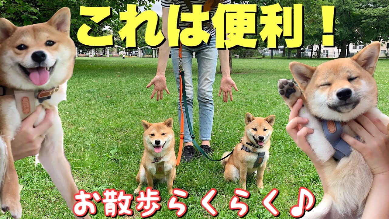 便利！買ってよかったおすすめリード♪二頭で散歩デビューしました！