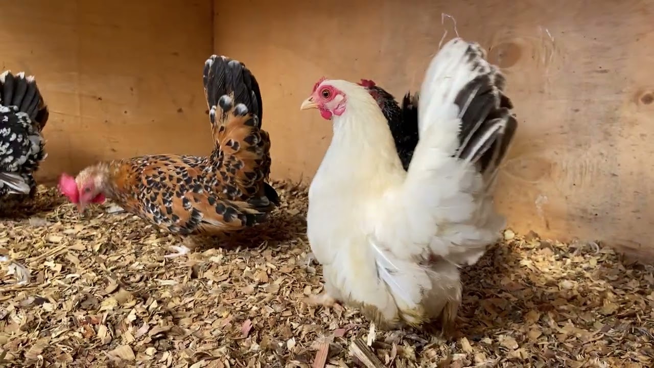 ATUALIZAÇÃO ❤️😃🐔 EXPLICANDO UM POUQUINHO DO QUE VOU FAZER EM BREVE 😃😁🙌🏻 NADA DE 🥚😕 