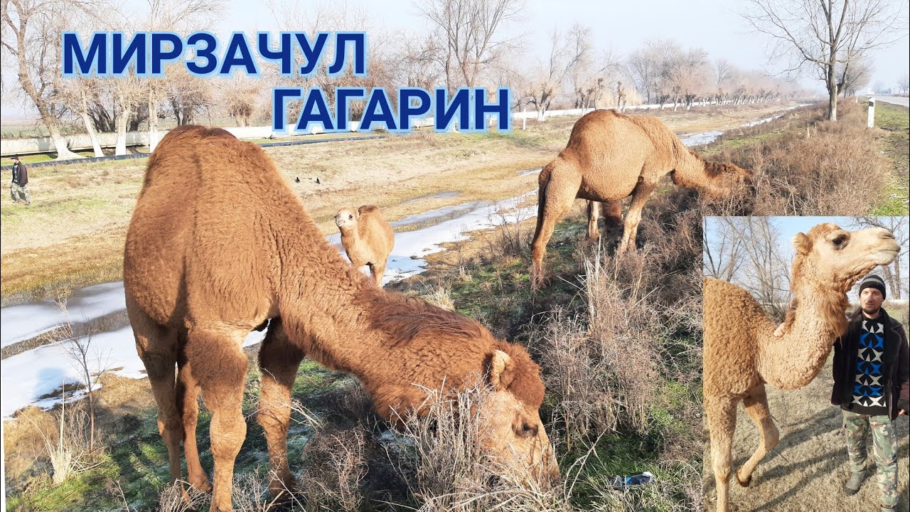 ВЕРБЛЮДОВОДСТВО в УЗБЕКИСТАНЕ!ГАГАРИН!МИРЗАЧУЛ#узбекистан #верблюд #ранокамолова