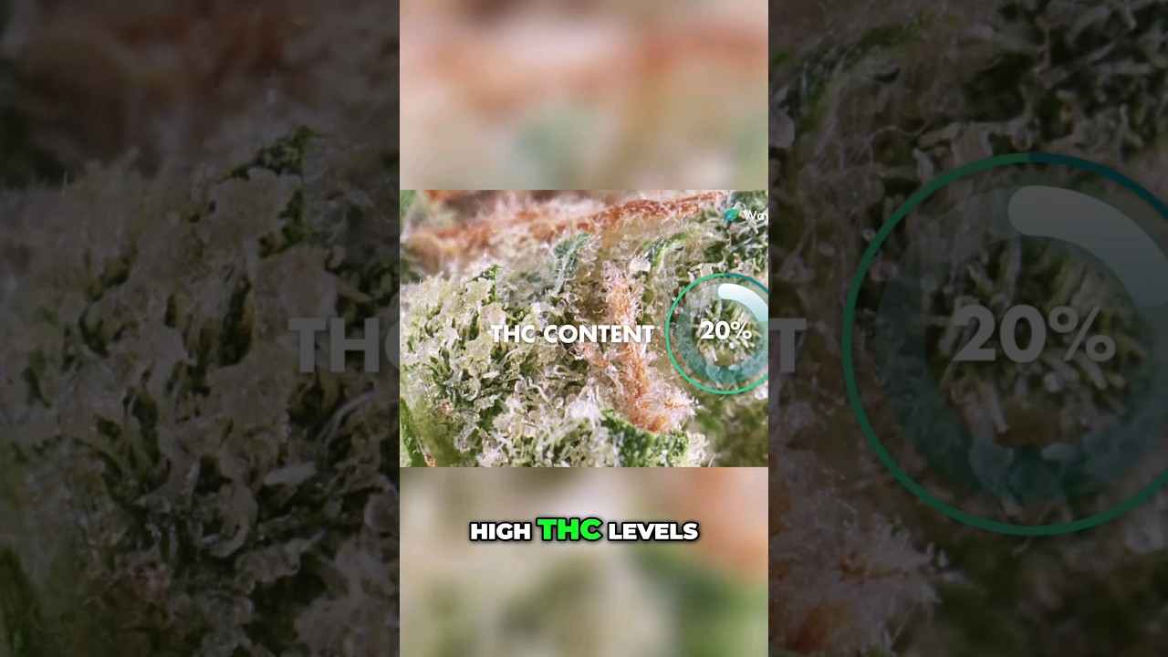 @WorldWeedWonders| Exploring Thailand&rsquo;s Legendary Landrace Cannabis Strains