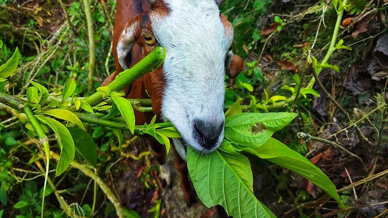 Normal Goat Vlog 🐐 | Mountain View, Goats Walking & Village Stream 🌄