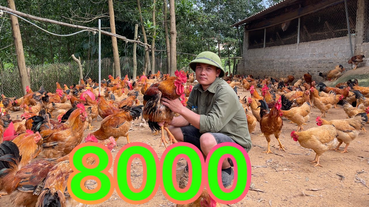 Что происходит, когда 8000 кур проголодались? День пути кормления кур