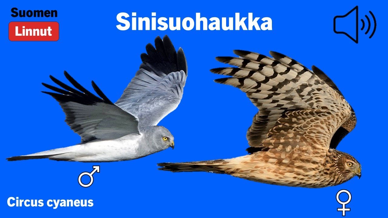Sinisuohaukka