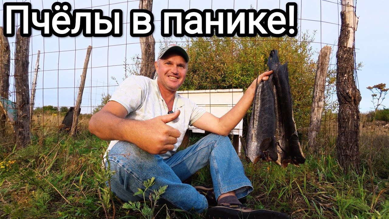 Пчёлы не ожидали такого! Коптильня в полевых условиях