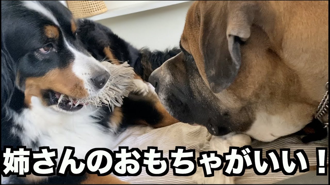 姉のおもちゃで遊びたい弟