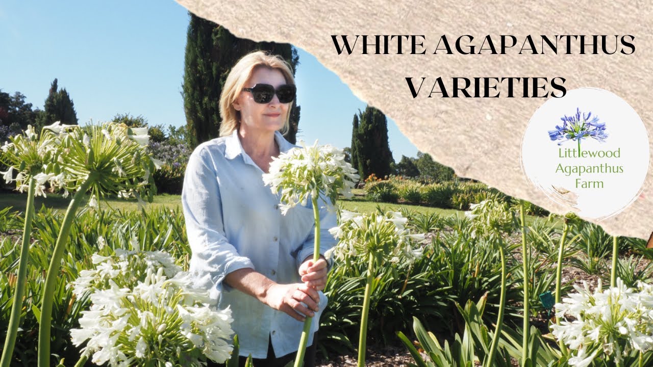 White Agapanthus Varieties available at Littlewood Agapanthus Farm, Adelaide South Australia