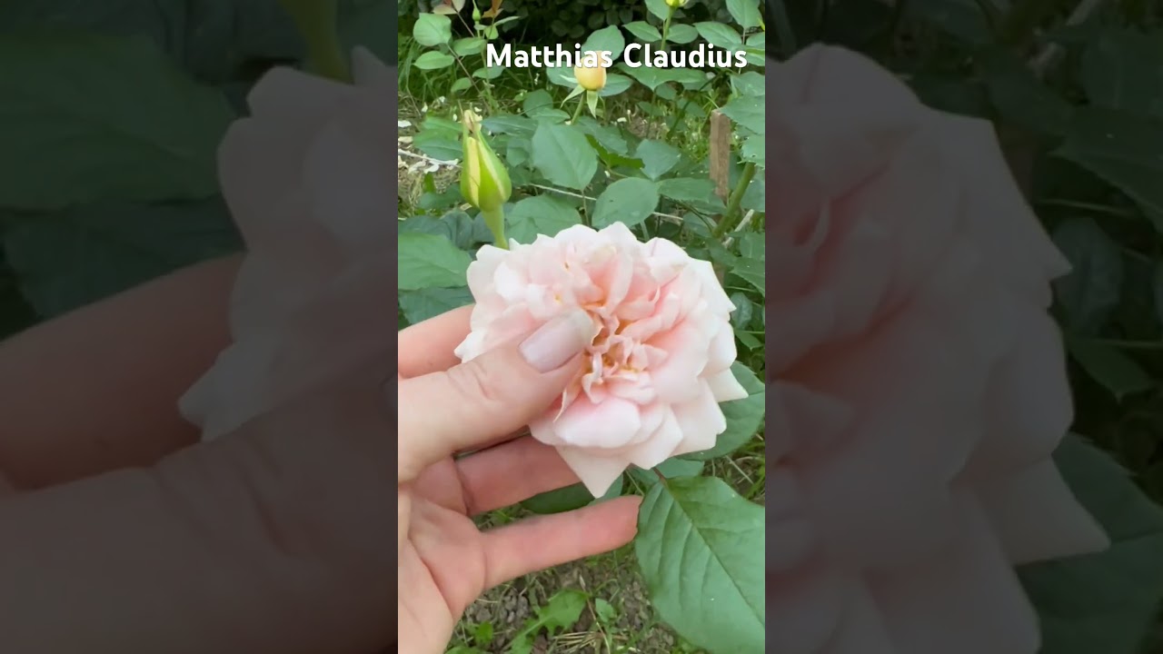 Matthias Claudius rose / Матиас Клаудиус #немецкиерозы #matthiasclaudius #eversrose #tantau #розарий
