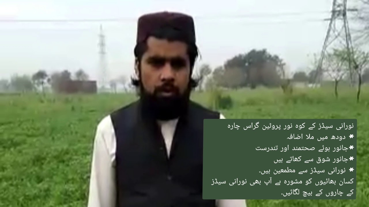 کوہ نور پروٹین گراس۔ kohenoor Protein Grass Farmer review