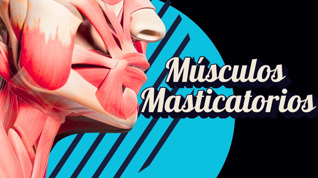 Músculos Masticatorios Explicados en menos de 20 min