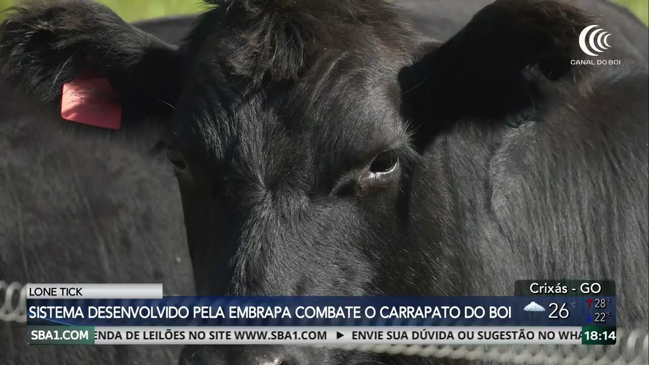 Sistema Lone Tick ajuda no combate ao carrapato do boi