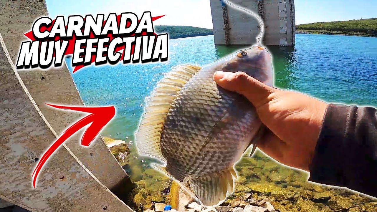 CARNADA para pescar (Mojarra, Tilapia y Bagre)