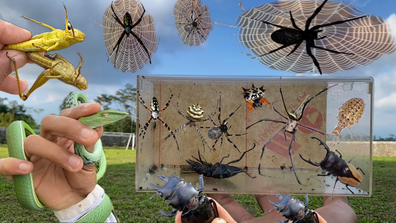 Hunting Insects and Reptiles Right Near My Home (Unbelievable)