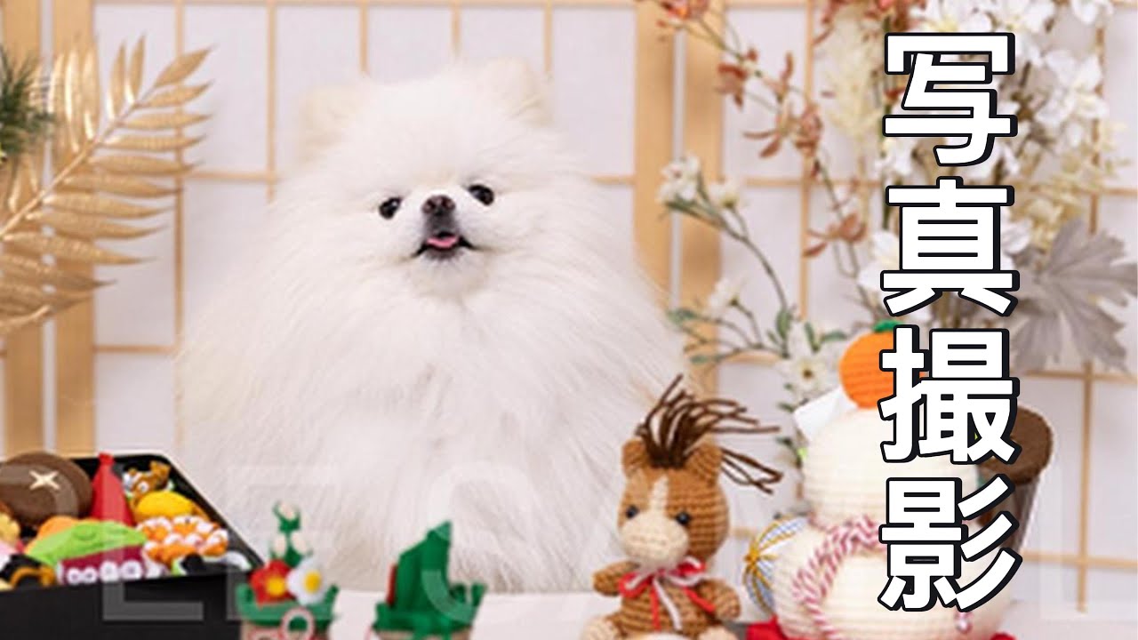このポメラニアン、まだ子犬？｜元気すぎる白ポメ