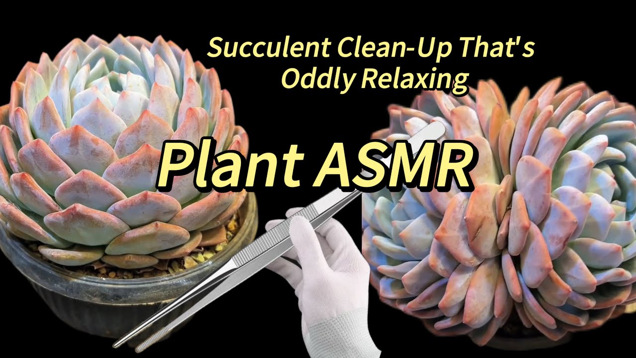 Plant ASMR | Succulent Clean-Up That’s Oddly Relaxing