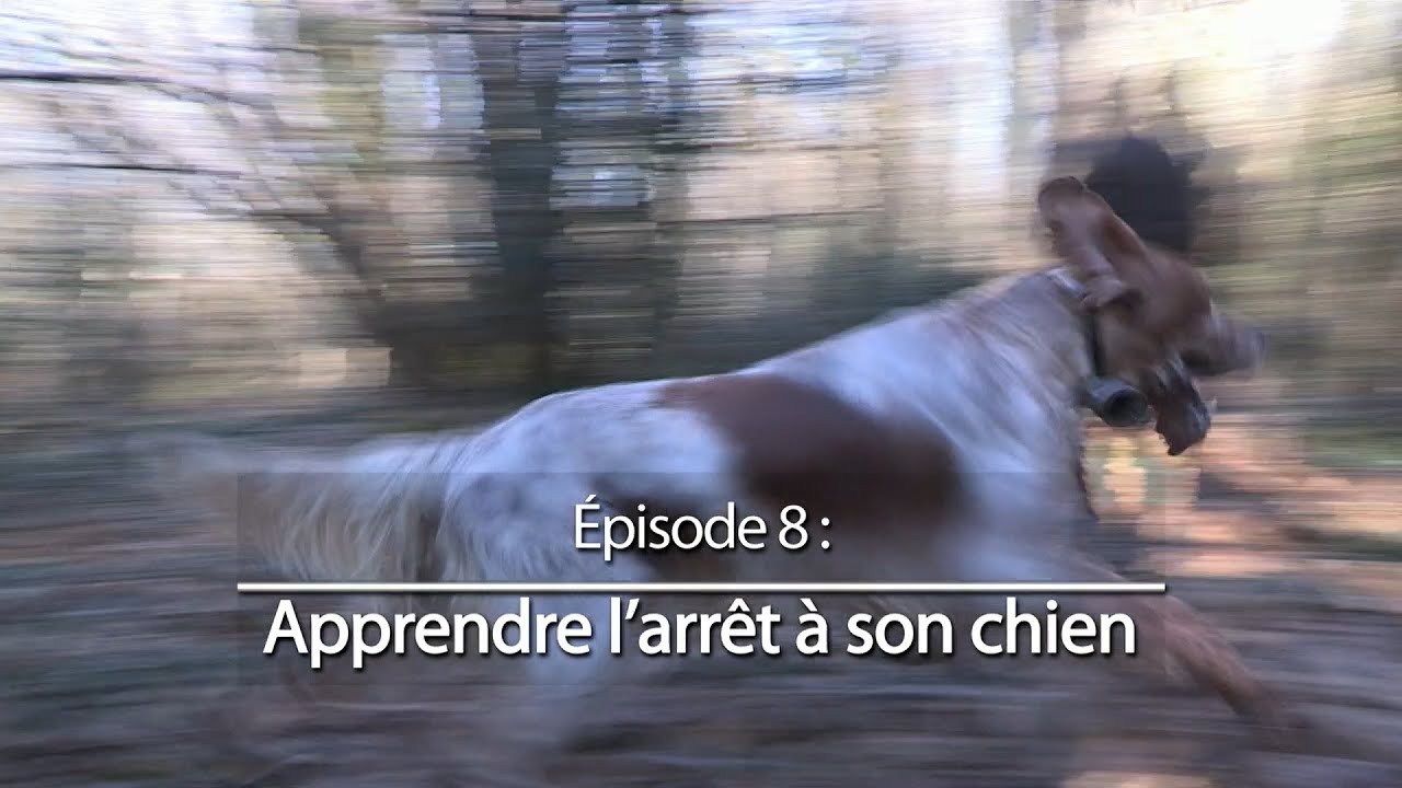 Chiens de chasse #8 : Apprendre l'arrêt à son chien