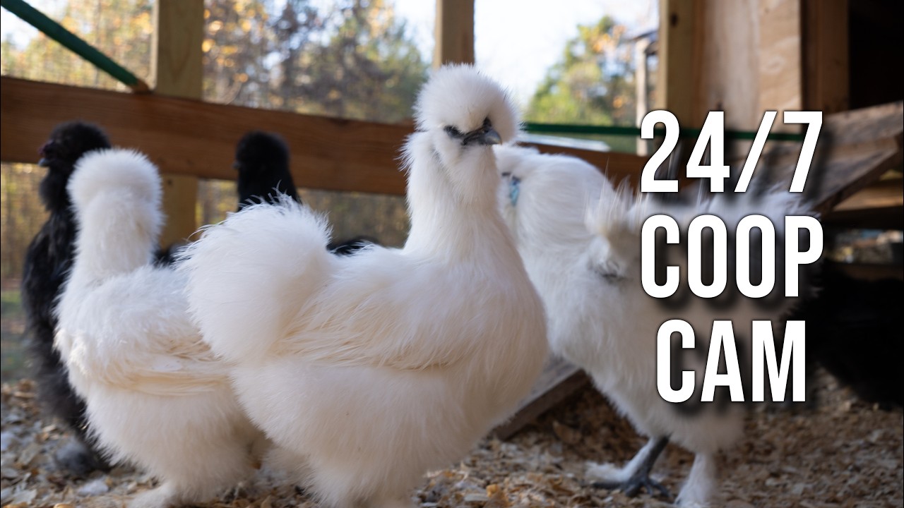 🔴 Chicken Coop Cam (24/7 LIVE) | Fluffy Silkie Chickens