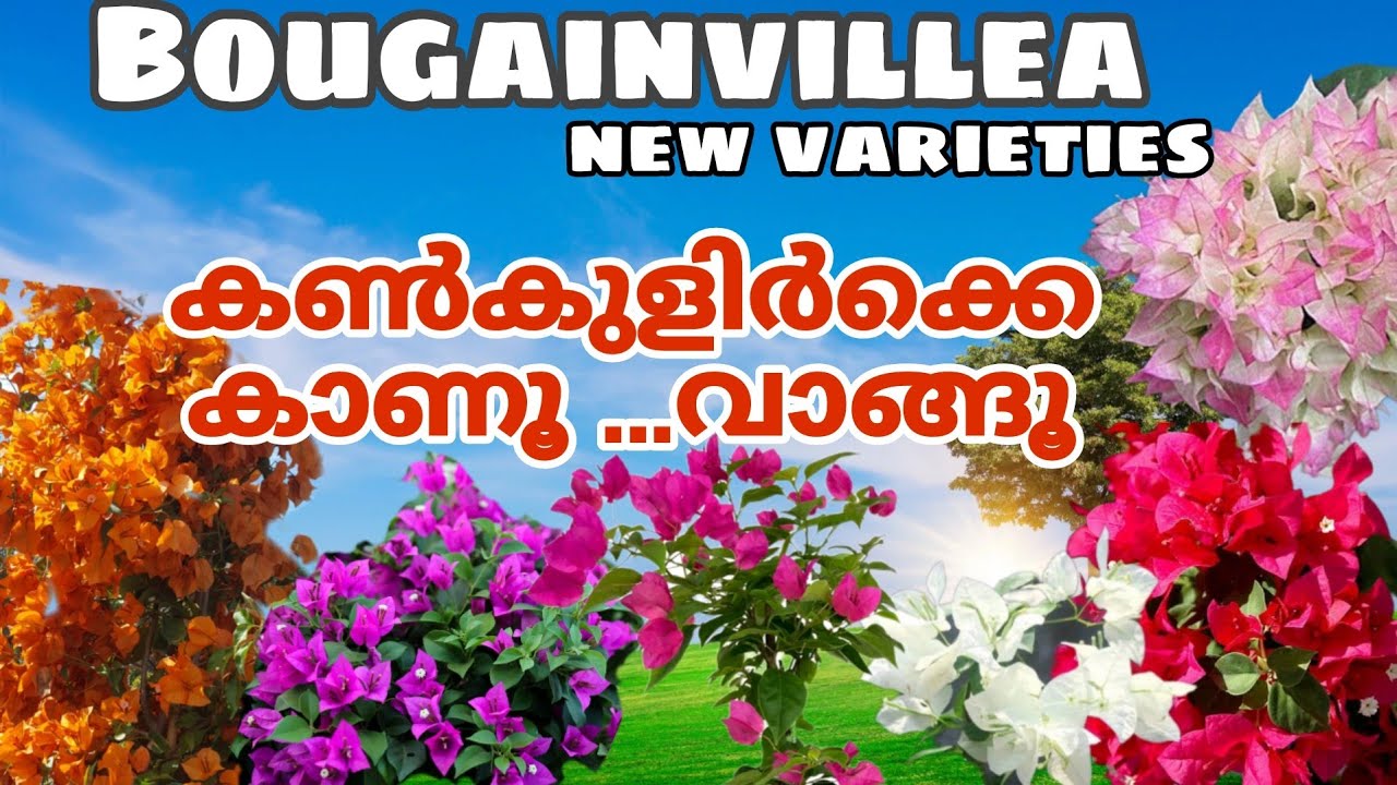 bougainvillea plants sale.New varieties.. വീട് പൂക്കൾ കൊണ്ട് Colourful ആക്കൂ..ph.9744014235.
