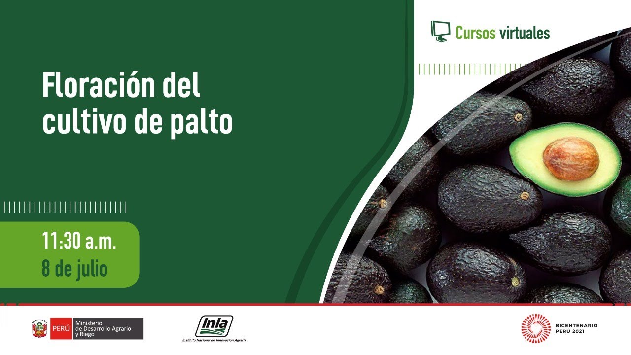 Floración del cultivo de palto