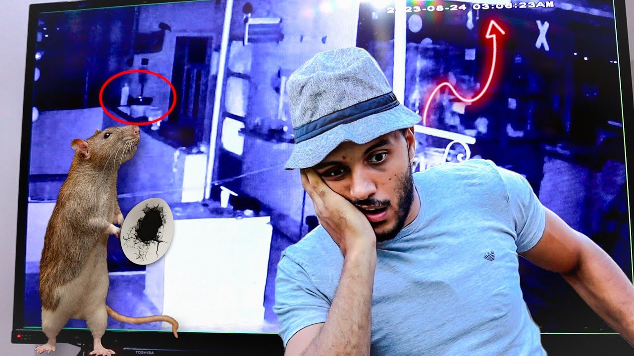 الفار اكل بيض الحمام الفجر  وكاميرات المراقبة كشفته