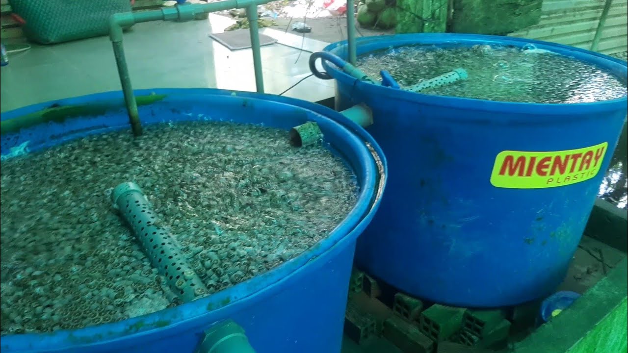 Tập 116 Nhân rộng mô hình nuôi trong hệ thống tuần hoàn ở  Kế Sách Sóc Trăng (Eel farm).