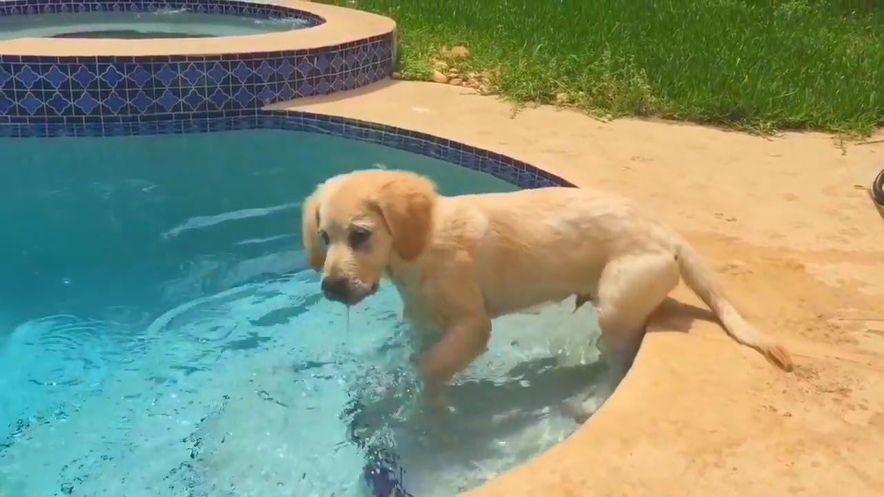 2 YEARS OF A GOLDEN RETRIEVER'S LIFE (SCS #100)