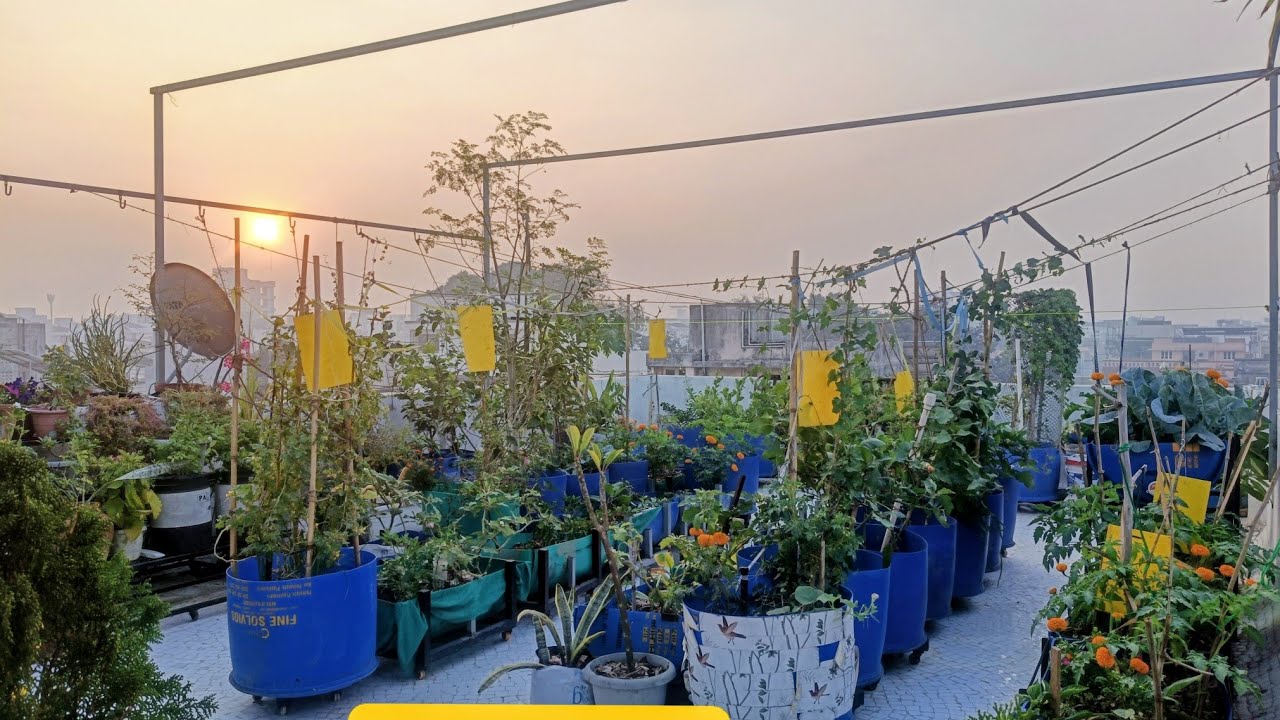 my terrace garden's Tour😍 આજે હું તમને મારા ટેરેસ ગાર્ડન ના બધા પ્લાન્ટ ની અપડેટ આપીશ