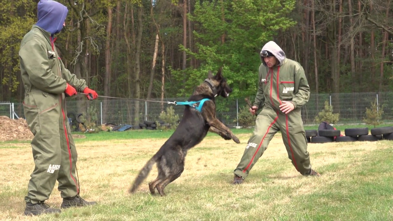 Borys Dutch Shepherd Mix   Protection - breeding Police K9  dog
