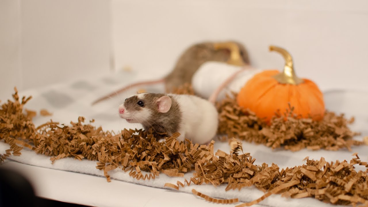 Pet Rat Photoshoot: Tips and Tricks!