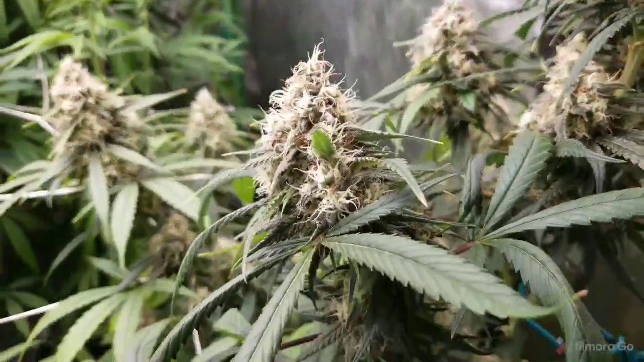 Lemon Jeffrey by Irie Genetics week 7 of Flower. Arise week 1 of Flower