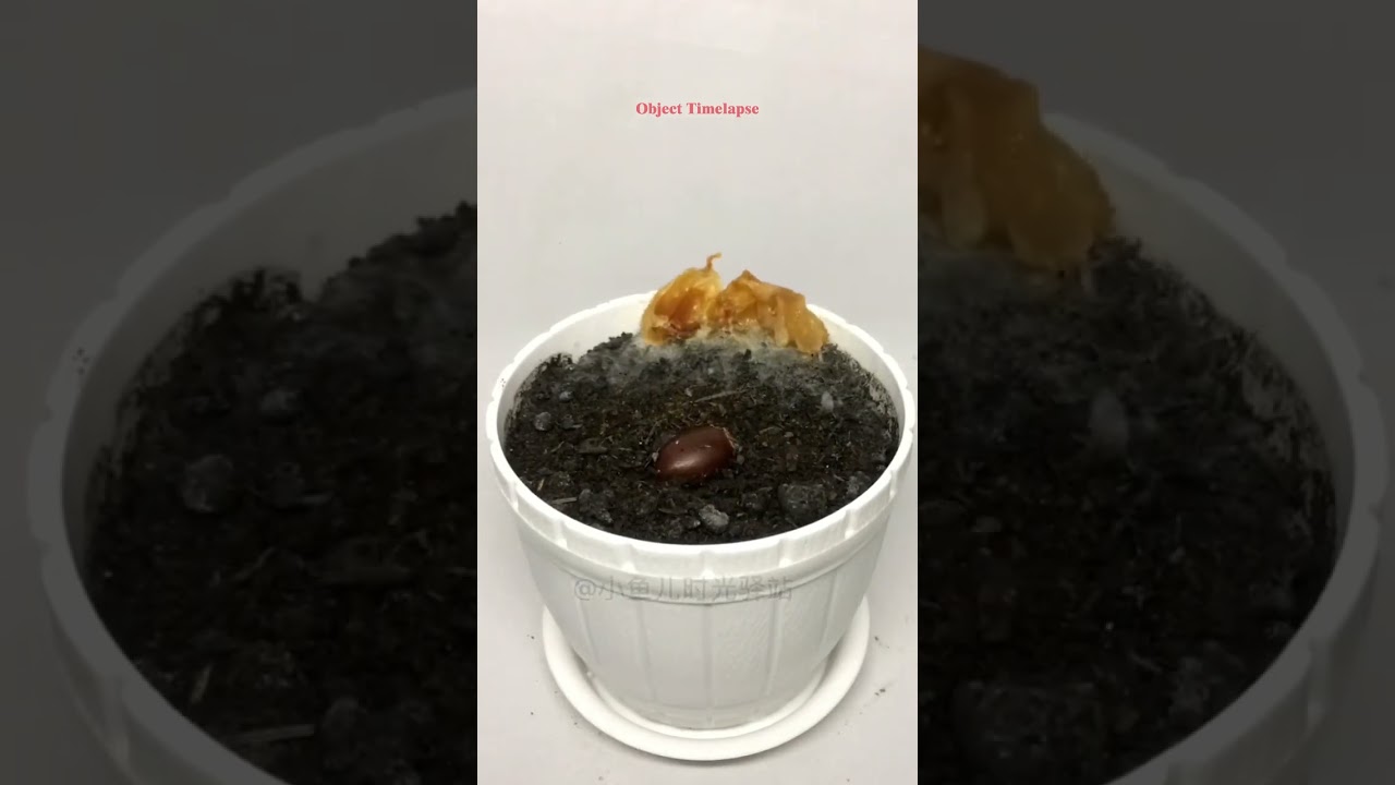 Lychees growing