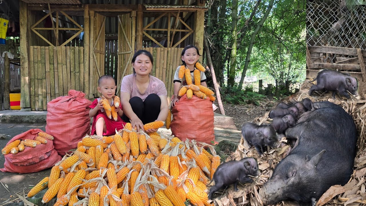 Bumper corn harvest: single mother delighted to discover sow has given birth