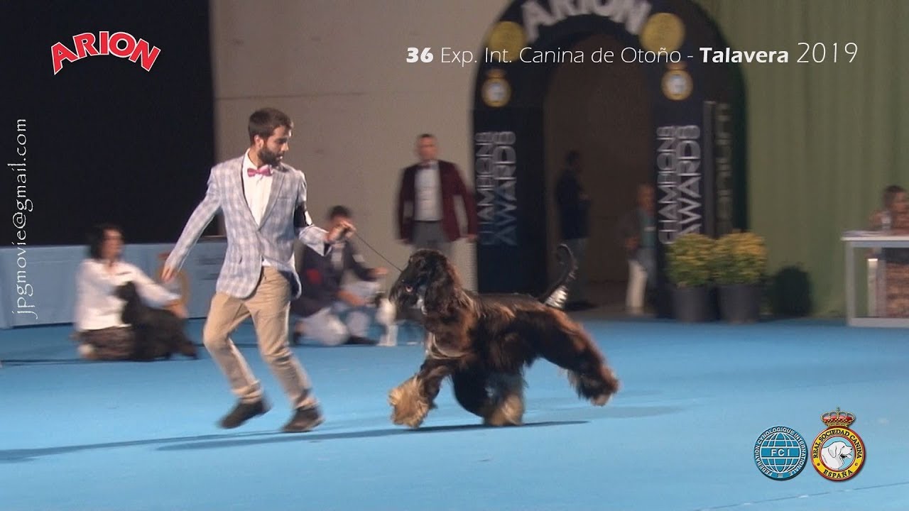 Taifa`S Sundara Windtalker - Galgo Afgano - Talavera 2019