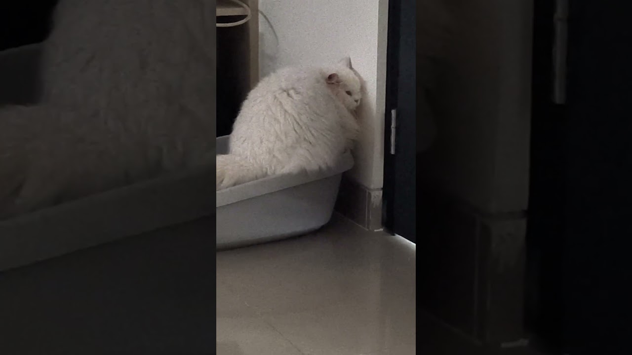 lagi pup sampe nempel gitu ke tembok 👀🤭😹😺😸 
