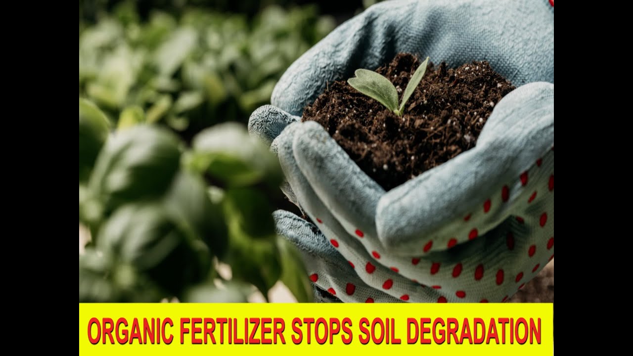 Say Goodbye to Expensive Fertilizers: Organic fertilizers Will Blow Your Mind