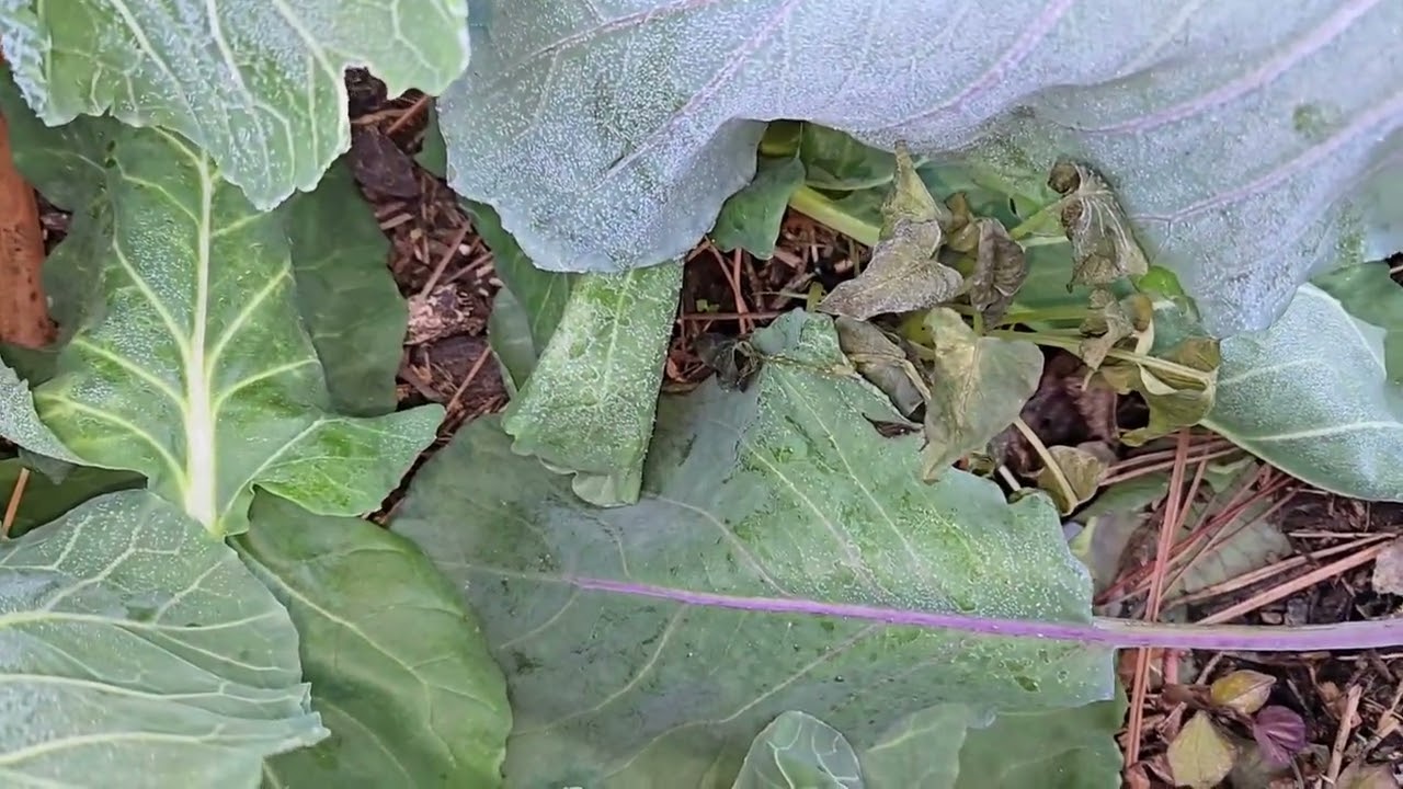 Day 2  Historic Florida Freeze that destroyed organic garden#garden 
