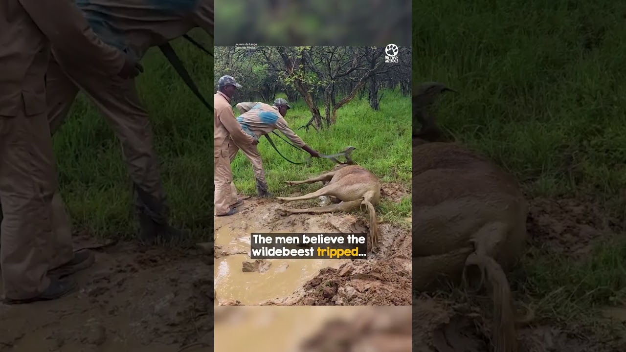 Brave Men Rescue Wildebeest Trapped in Mud 😱